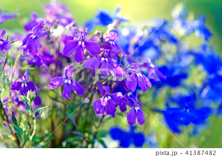 夕方のロベリア 41387482