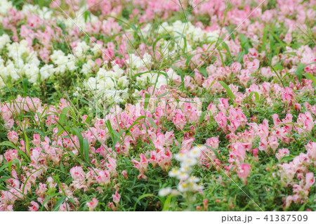 満開のキンギョソウの花 41387509