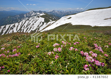 シャクナゲ咲く兎岳の肩から見る残雪の奥利根の山々 41387602