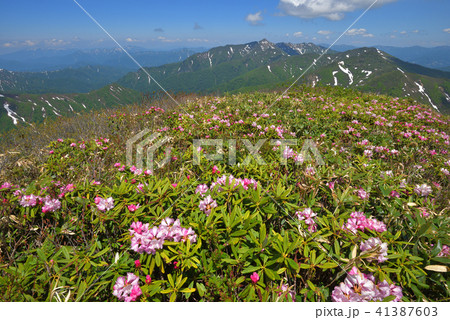 シャクナゲの花咲く尾根から見た兎岳から荒沢岳へと続く尾根 シャクナゲの花咲く尾根から見た兎岳から荒沢岳へと続く尾根 41387603