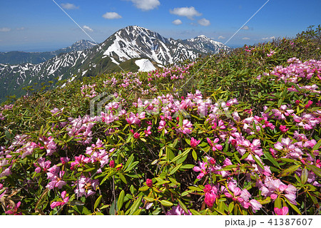 シャクナゲ咲く兎岳山頂付近から見る残雪の越後三山 41387607