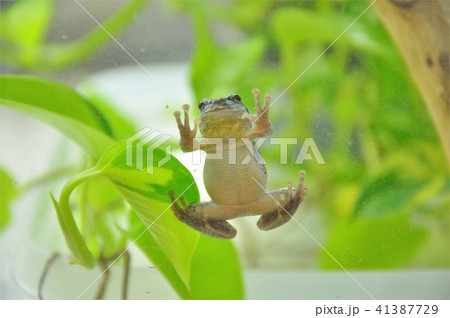 張り付くアマガエル 41387729