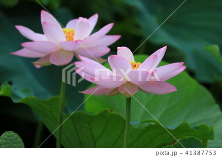 蓮の花 41387753
