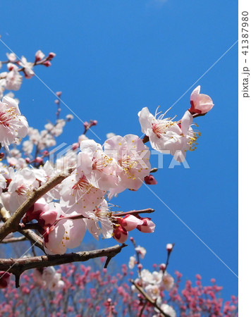 梅の花  豊後   ブンゴ 41387980