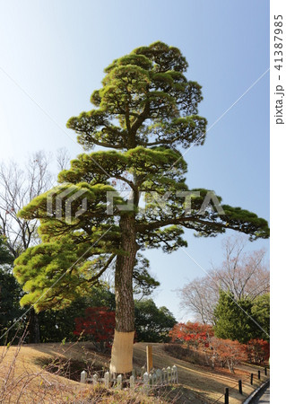 万博記念公園の日本庭園 41387985