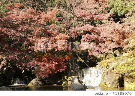 万博記念公園 41388070