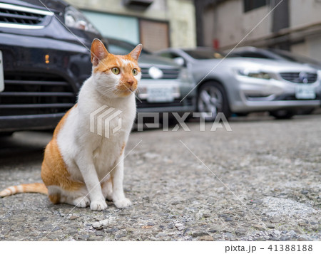 山猫 やまねこ 野良ネコ 41388188
