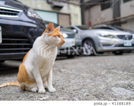 山猫 やまねこ 野良ネコ 41388189