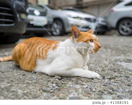 山猫 やまねこ 野良ネコ 41388191