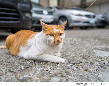 山猫 やまねこ 野良ネコ 41388192