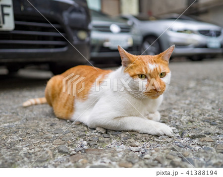 山猫 やまねこ 野良ネコ 41388194