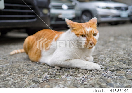 山猫 やまねこ 野良ネコ 41388196