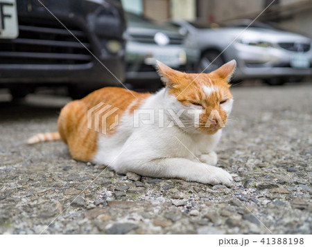 山猫 やまねこ 野良ネコ 41388198