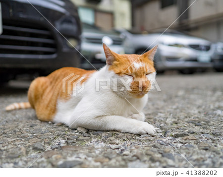 山猫 やまねこ 野良ネコ 41388202