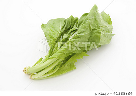 からし菜 41388334