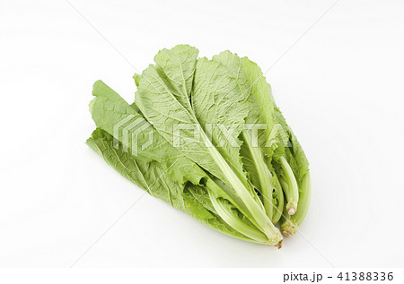 からし菜 41388336