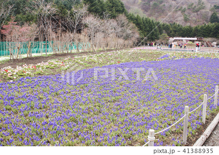View of Group little mini blue muscaries flowers 41388935