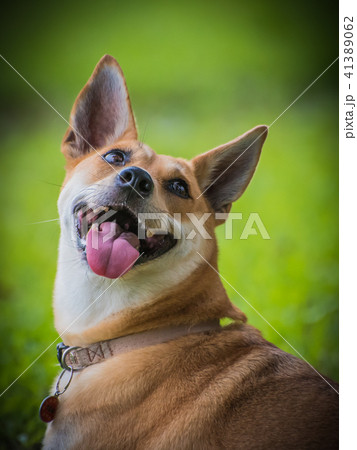 動物 動物学 ペット 41389062