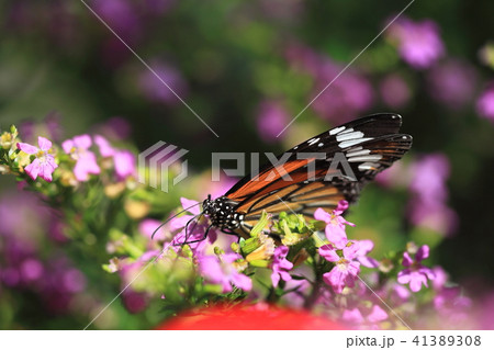 蝶-26 蝶-26 41389308