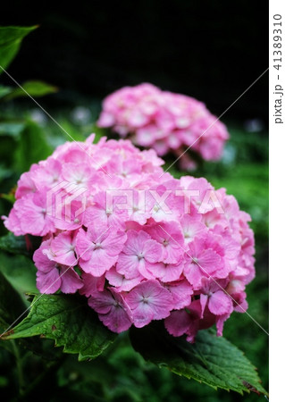 紫陽花 紫陽花 41389310
