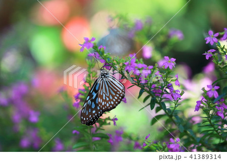蝶-30 蝶-30 41389314
