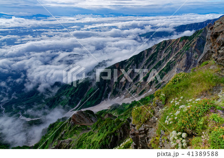 白馬岳山頂の高山植物と雲海 41389588