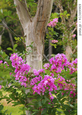 サルスベリ サルスベリ 41389969