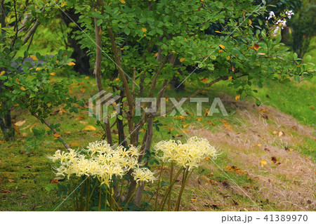 彼岸花 彼岸花 41389970