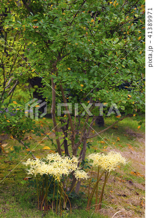 彼岸花 彼岸花 41389971