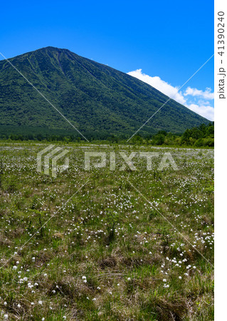 男体山と戦場ヶ原のワタスゲ 41390240