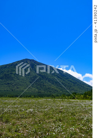 男体山と戦場ヶ原のワタスゲ 男体山と戦場ヶ原のワタスゲ 41390242