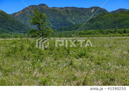 温泉ヶ岳と戦場ヶ原のワタスゲ 41390250