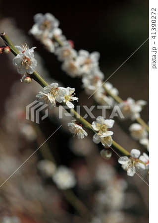 ウメ ウメ 41390272