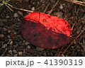 落ち葉 41390319