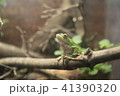 見上げる 41390320