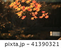 線香紅葉 41390321