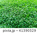 Green grass background 41390329