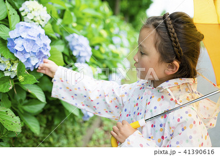 紫陽花と女の子 紫陽花と女の子 41390616