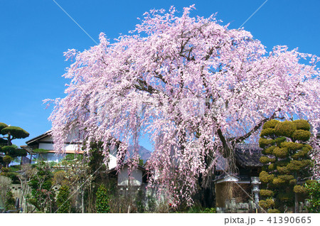 一本桜 - 黄梅院の枝垂れ桜 41390665