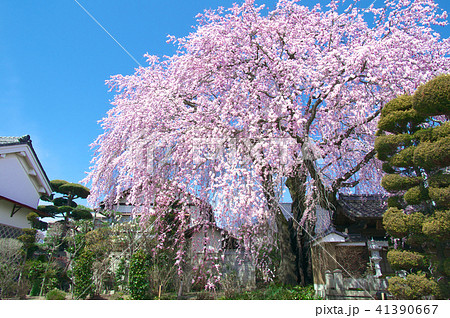 一本桜 - 黄梅院の枝垂れ桜 41390667
