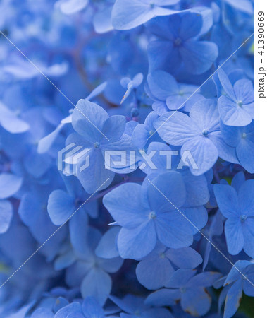 青い紫陽花 41390669