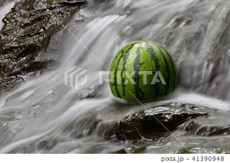 甘くて美味しいスイカ（西瓜・すいか）の写真素材 41390948