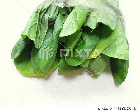 葉が黄色くなった小松菜 葉が黄色くなった小松菜 41391049