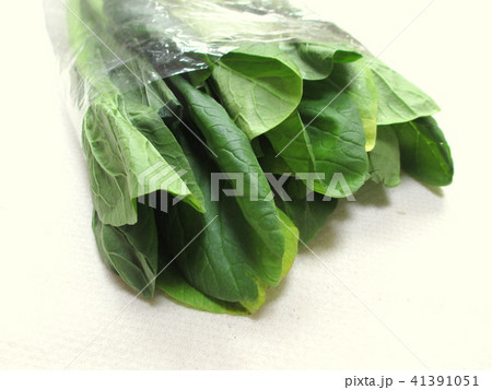 葉が黄色くなった小松菜 葉が黄色くなった小松菜 41391051