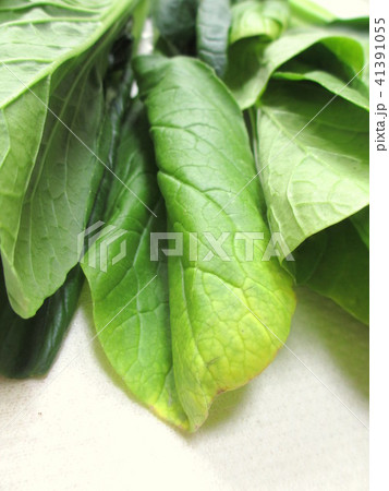 葉が黄色くなった小松菜 葉が黄色くなった小松菜 41391055