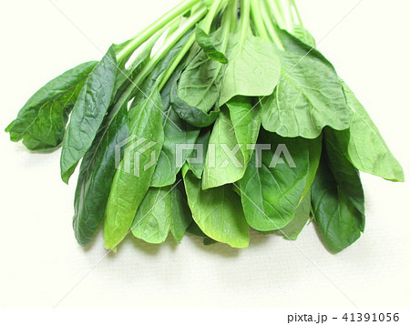 葉が黄色くなった小松菜 葉が黄色くなった小松菜 41391056
