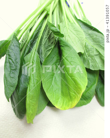 葉が黄色くなった小松菜 葉が黄色くなった小松菜 41391057