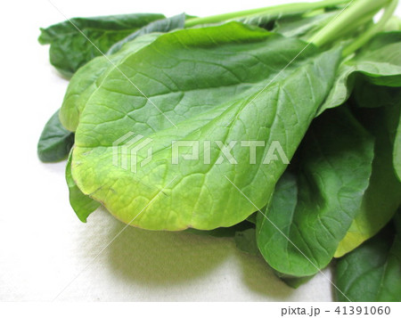 葉が黄色くなった小松菜 葉が黄色くなった小松菜 41391060