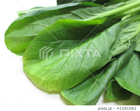 葉が黄色くなった小松菜 葉が黄色くなった小松菜 41391062