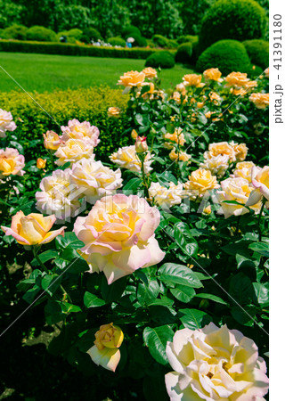 ピンクの薔薇 美しいばら 綺麗なバラ 華やかな薔薇 春の花 庭園 庭 ガーデン 観光 の写真素材